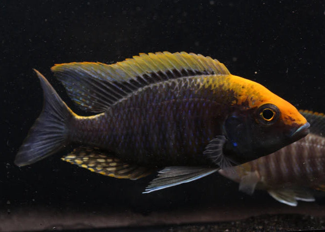 Sulfurhead Peacock