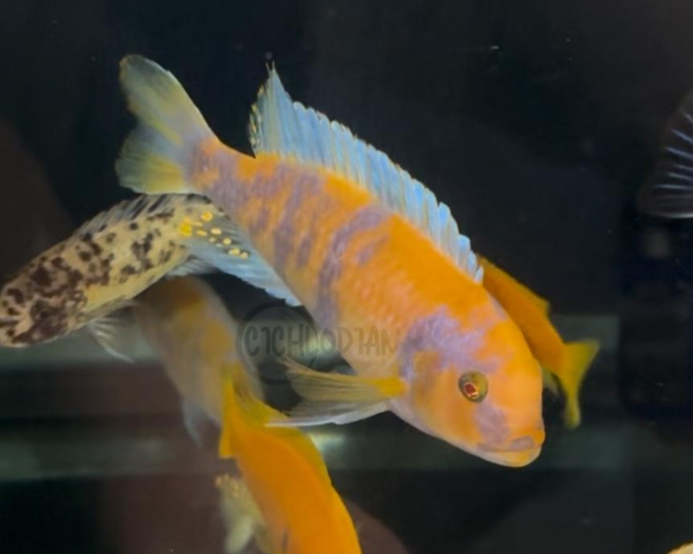 Metriclima (Sp.) Albino Red OB Zebra