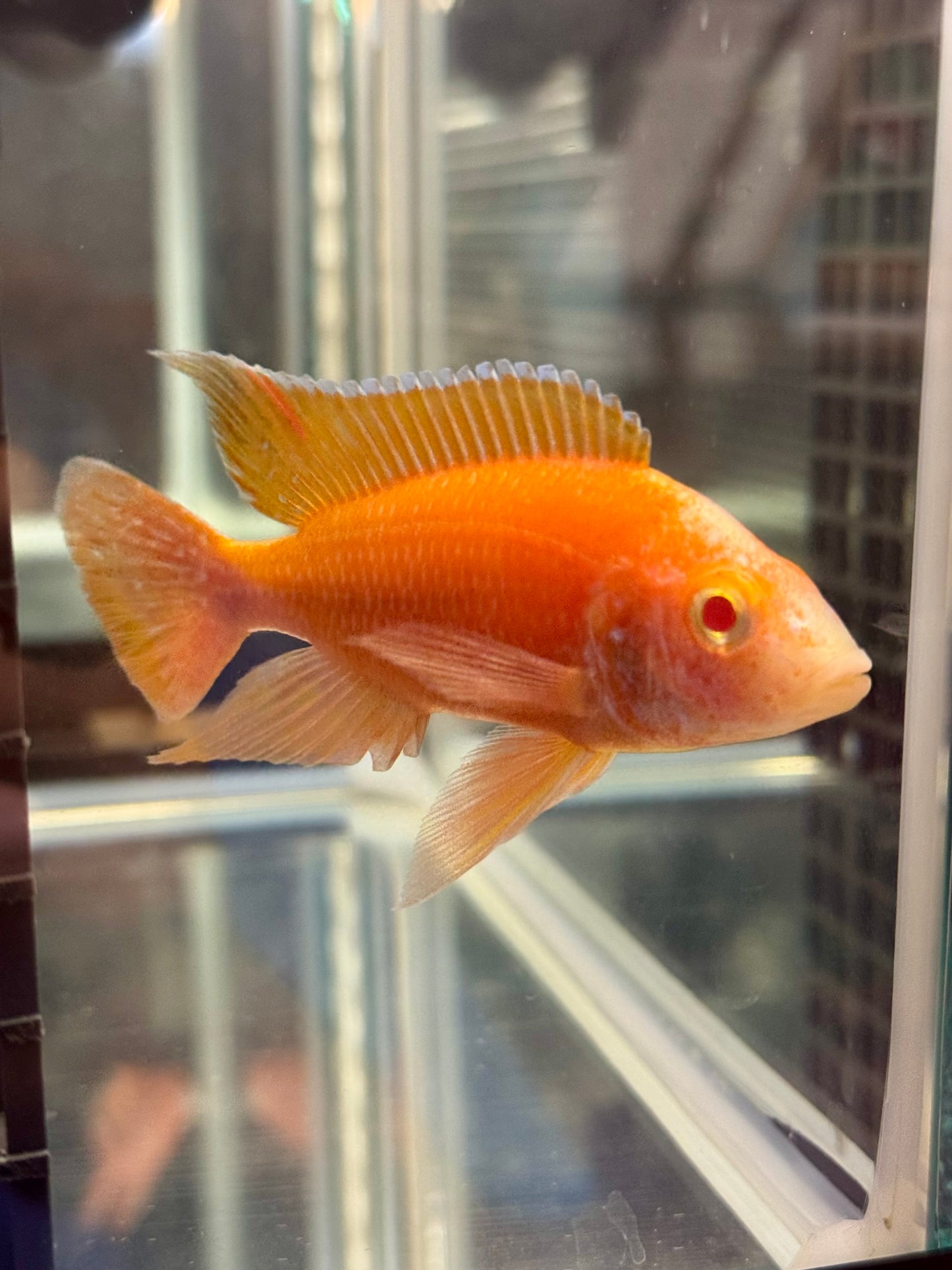 Albino Dragon Blood (4"+ Male)