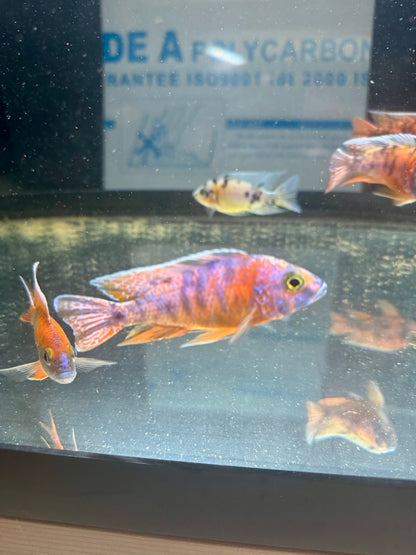 Tangerine OB
