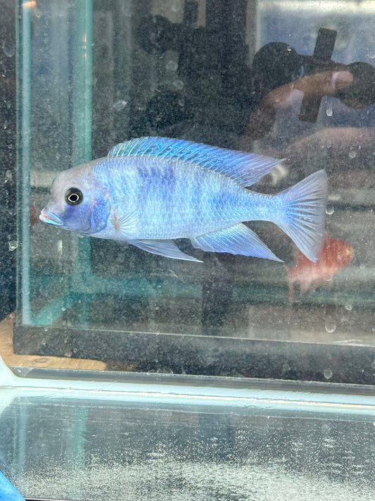Blue Dolphin