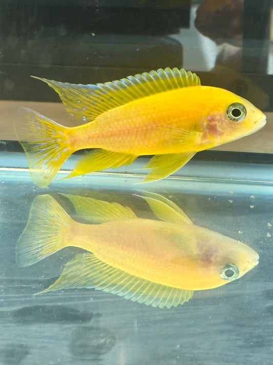 Golden Dragon (4" Male)