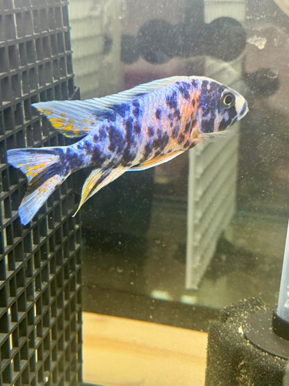 Blueberry OB (4"+ Male)