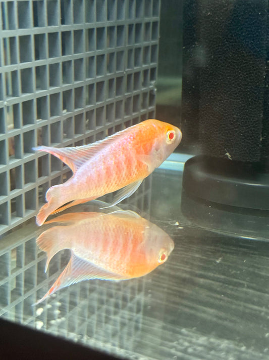 Protomelas Albino Sulfur head