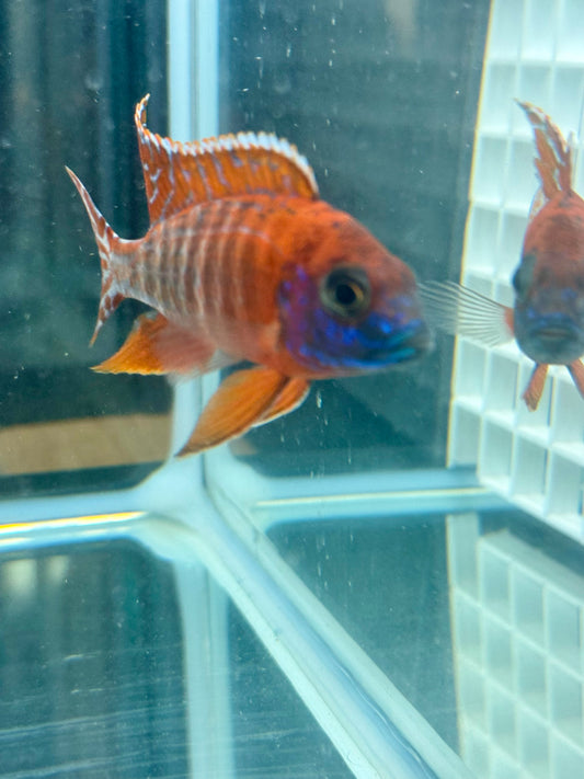 Cherry Red Peacock