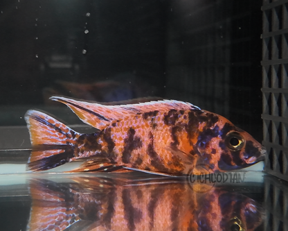 OB Peacock (3.5" - 4" Male)