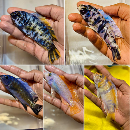 10 Mbuna Male Pack (5" - 6")