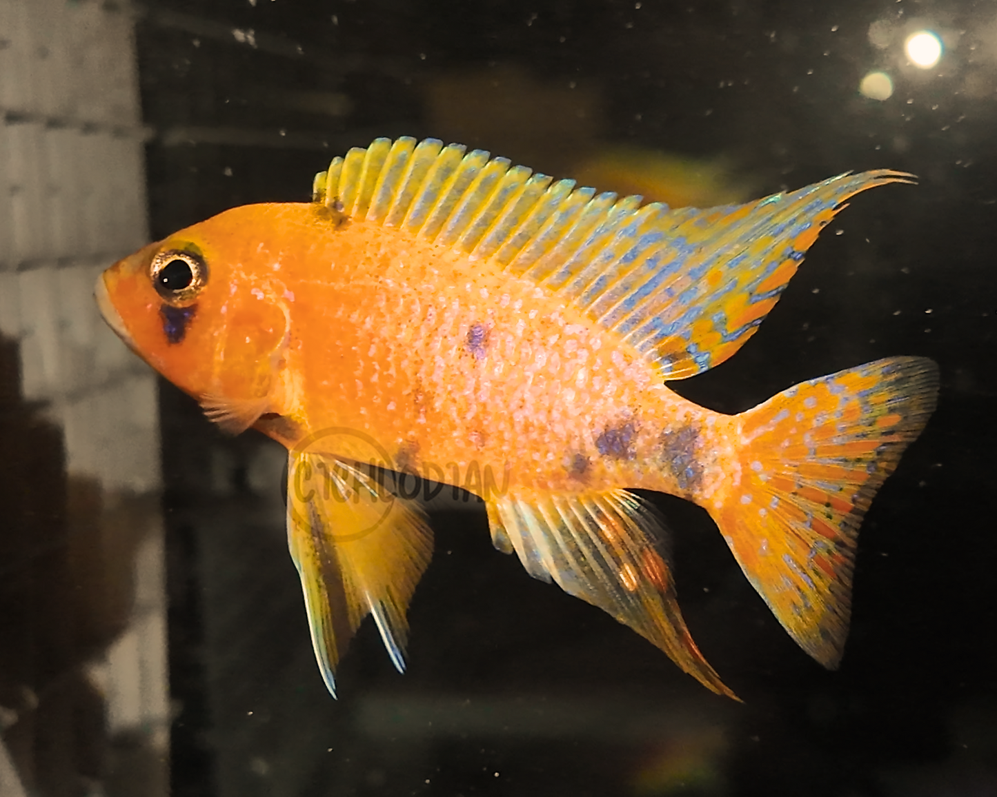 Tangerine OB Peacock (4"+ Male)