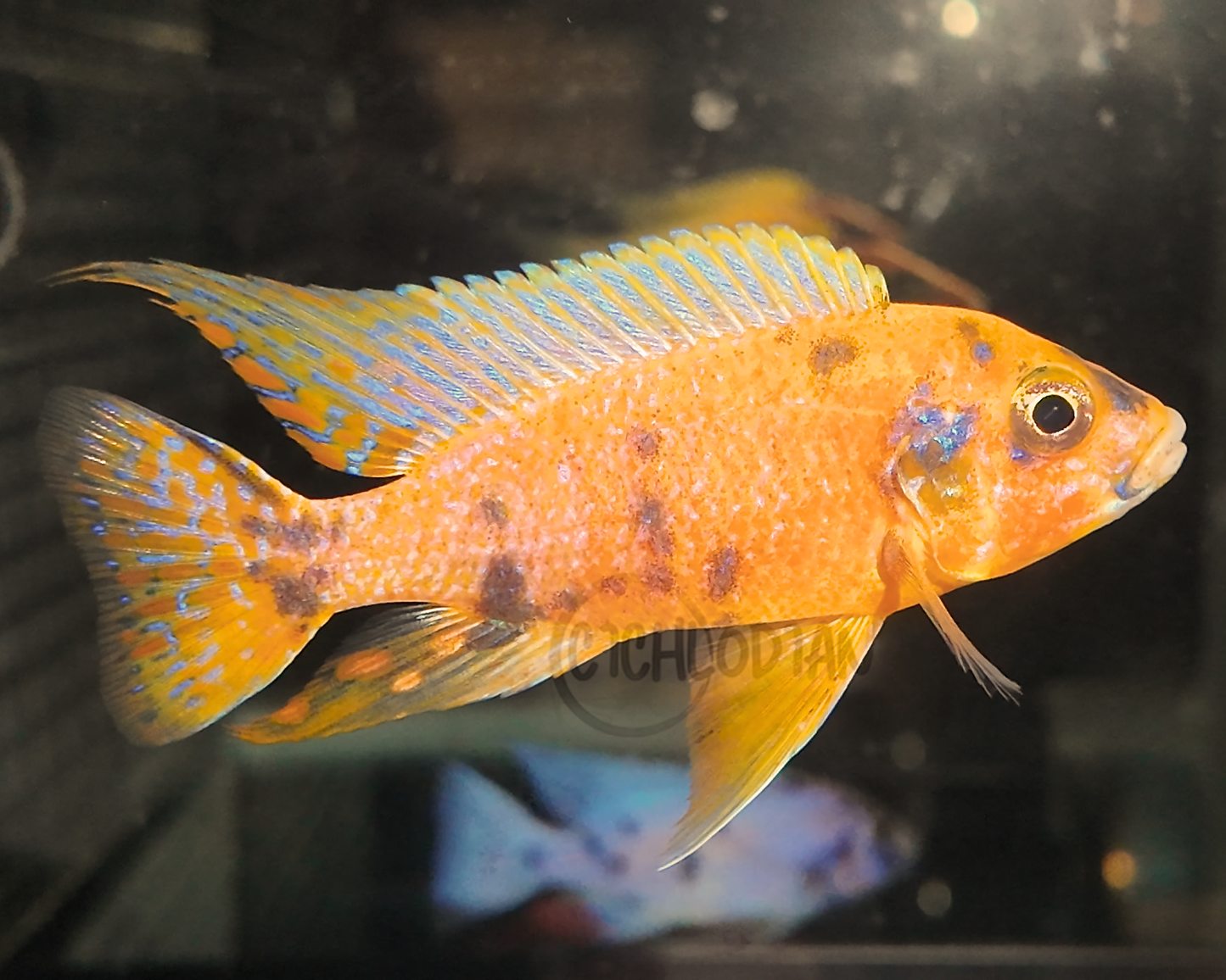 Tangerine OB Peacock (4"+ Male)