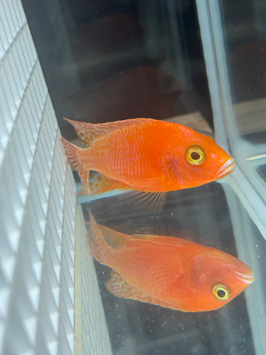 Dragon Blood (4"+ Male)