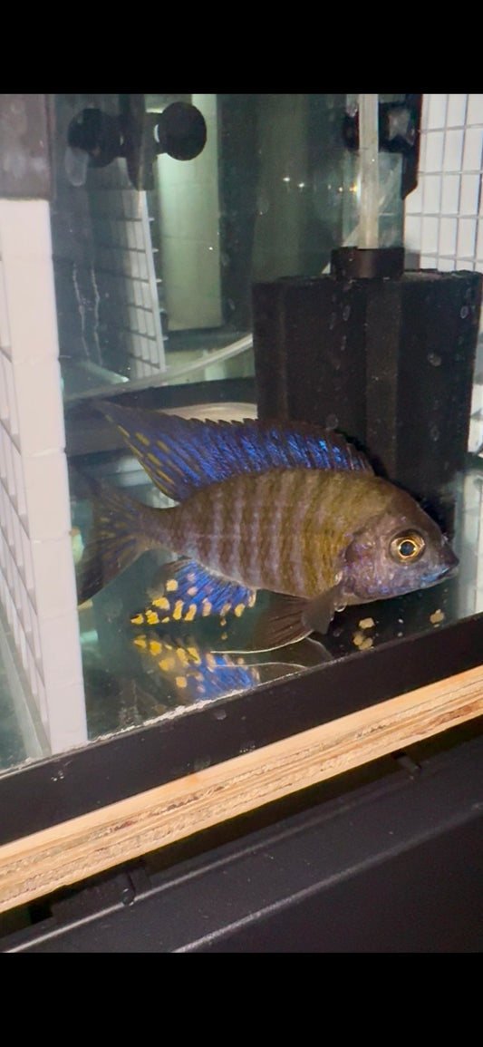 Chitande Peacock 5”