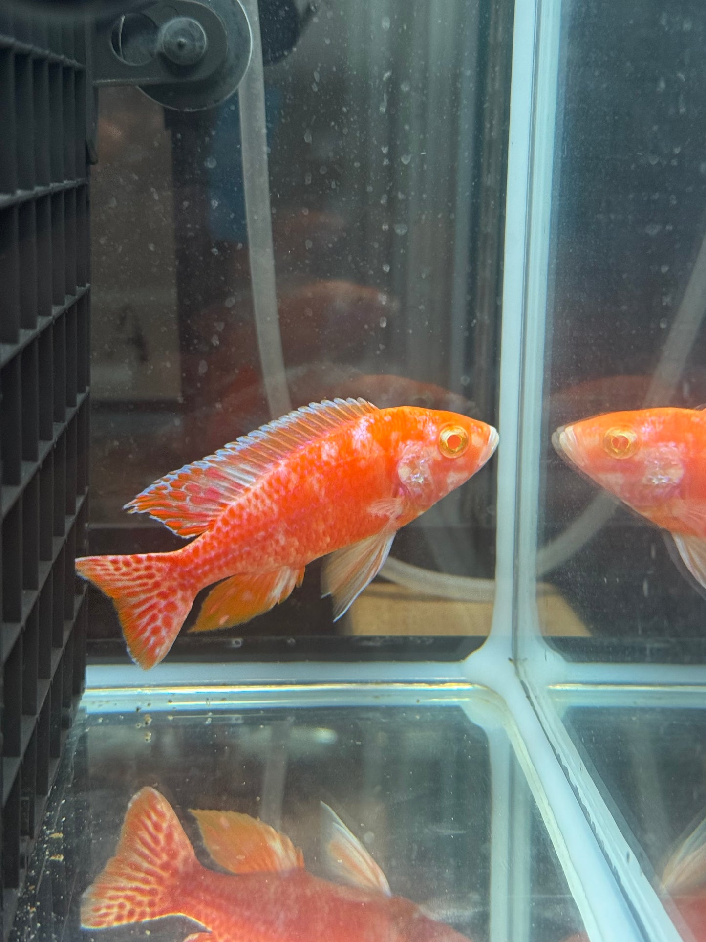 Albino OB