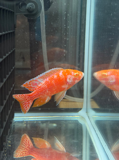 Albino OB