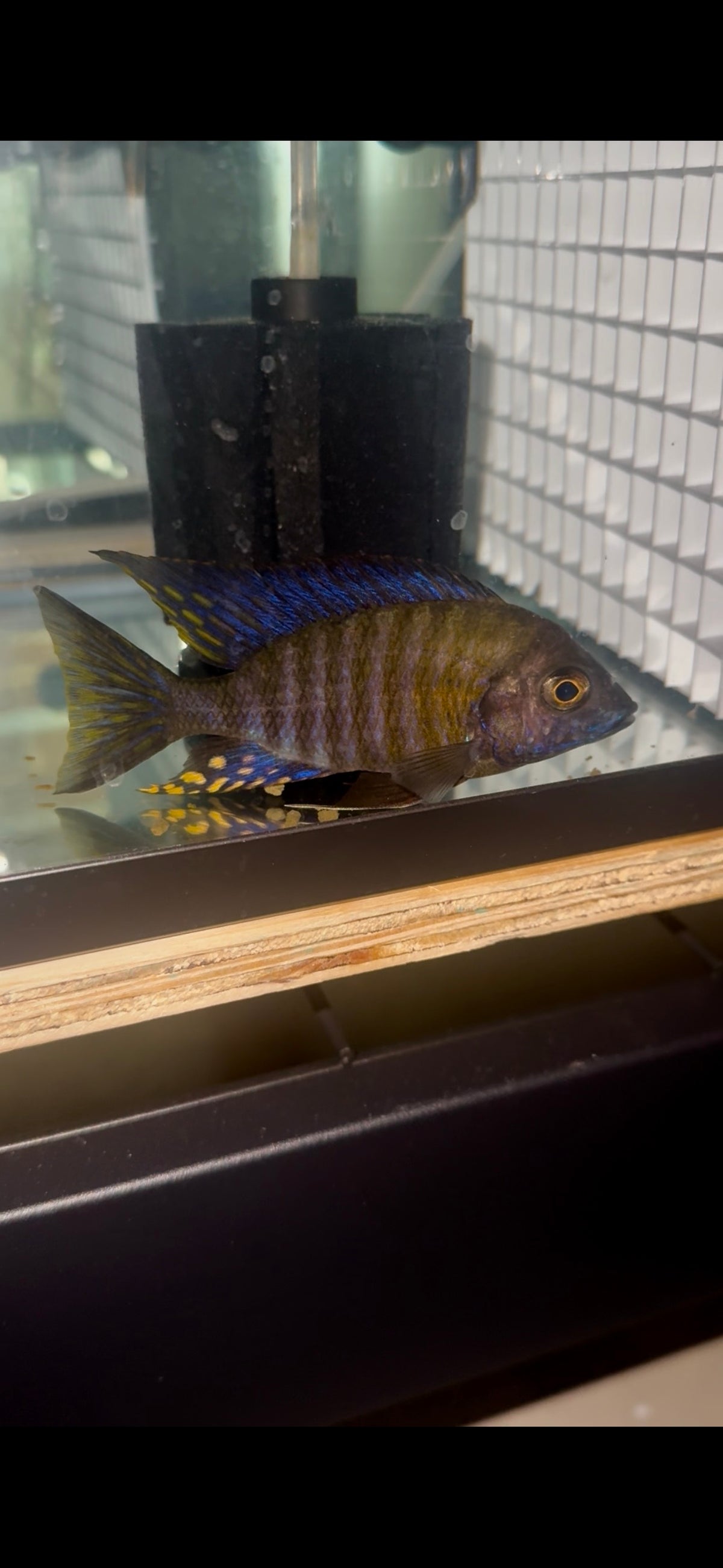 Chitande Peacock 5”