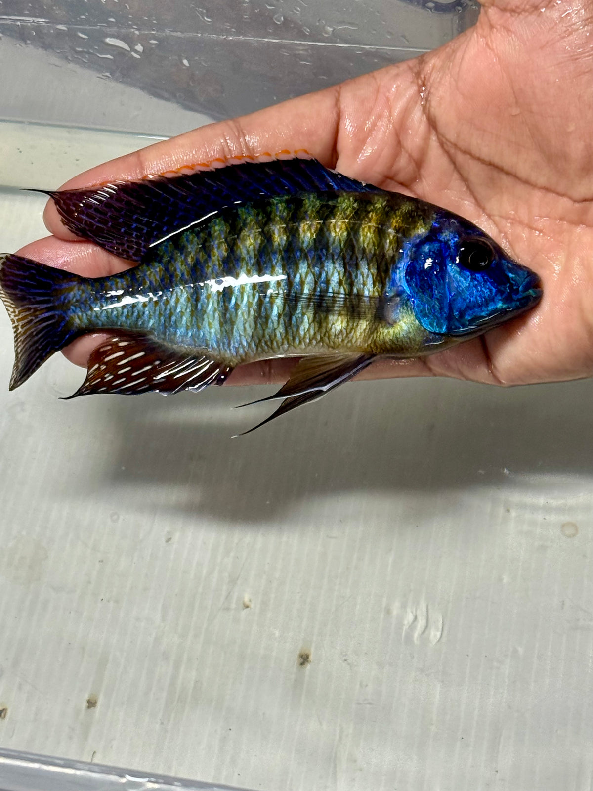 Tangerine Tiger Hap