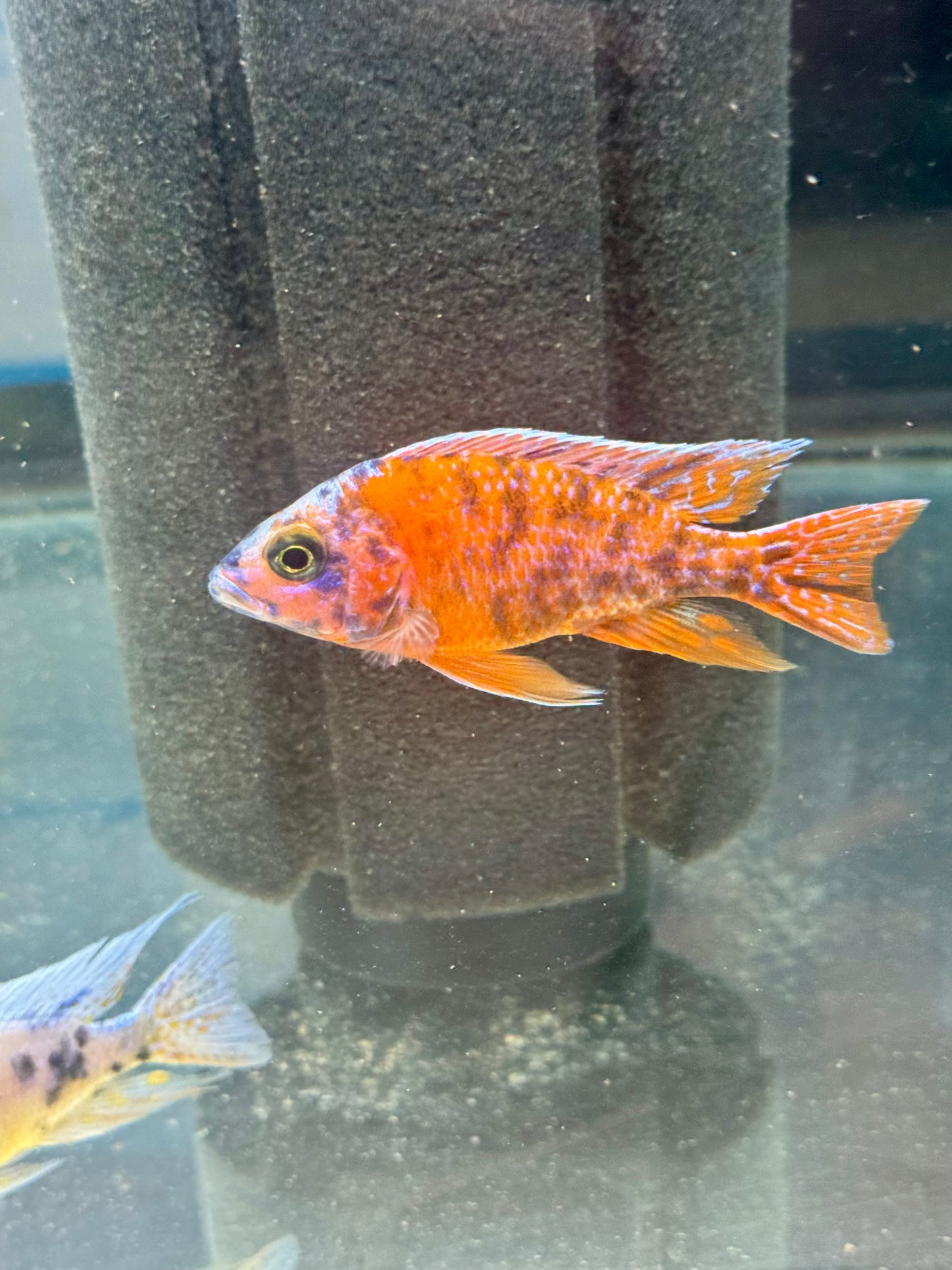 OB Red Peacock (4" Male)