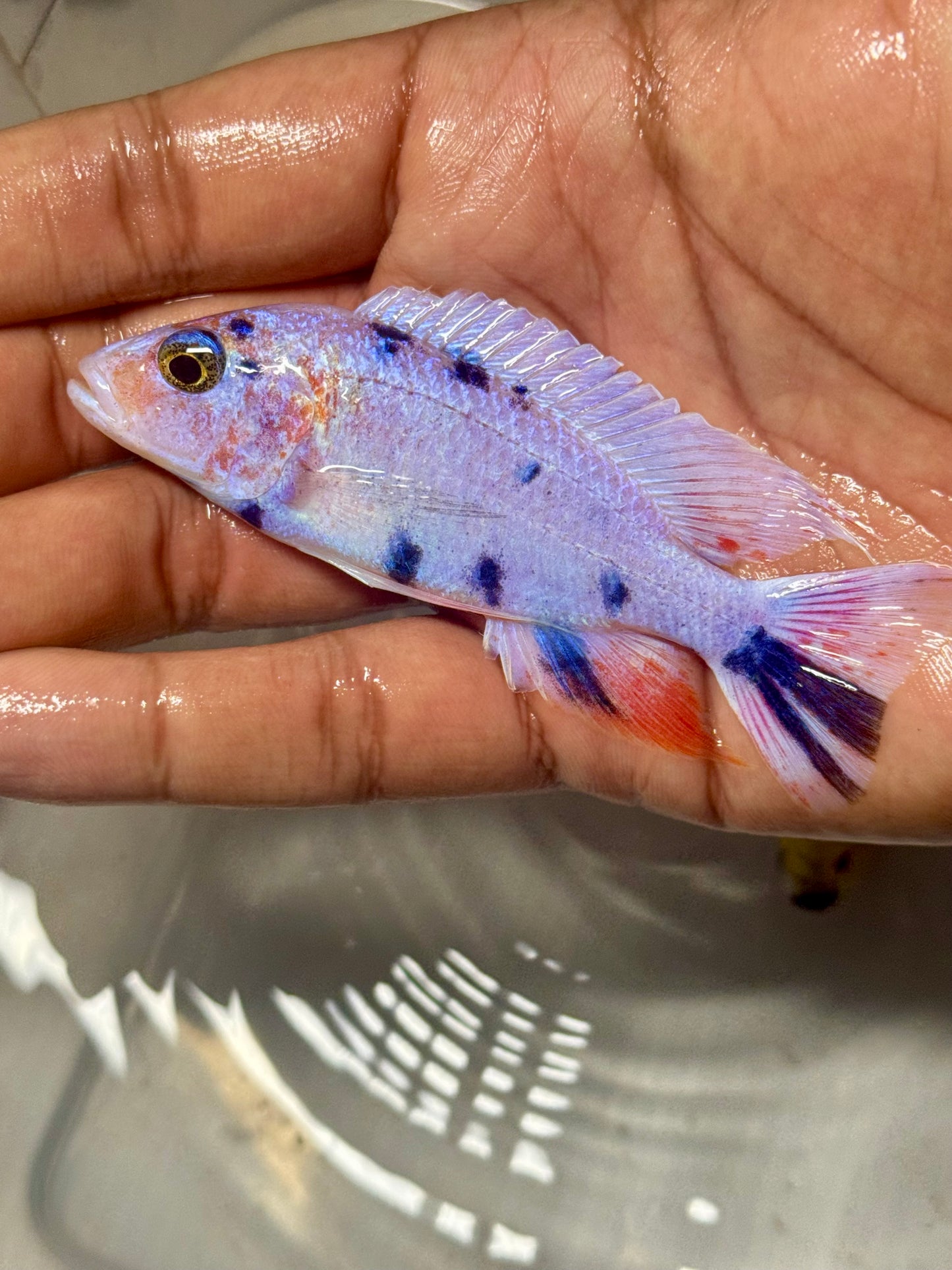 Platinum OB - Aulonocara