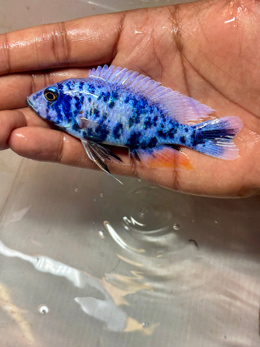Blueberry OB (4"+ Male)