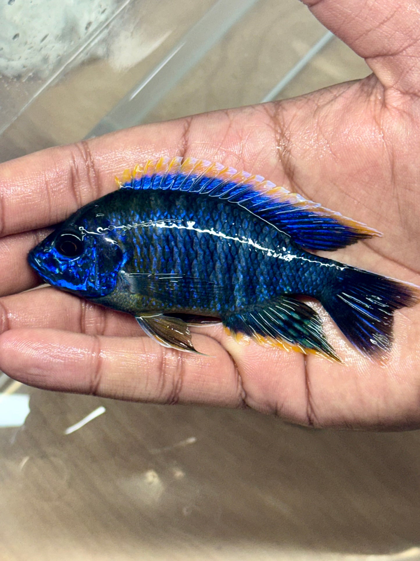 Lawanda Peacock