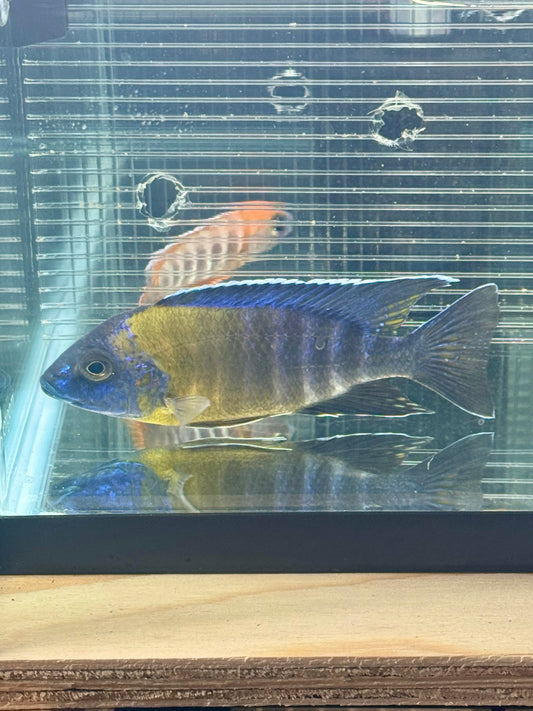 Bi Color Males