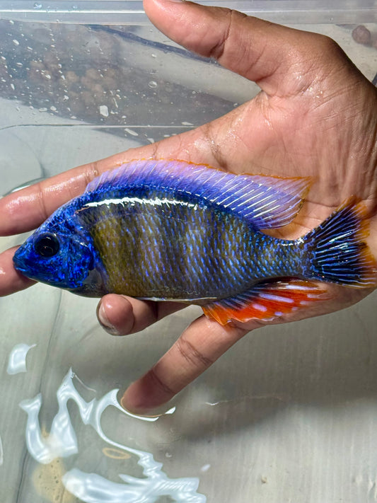 Taiwan Reef (6”Male)