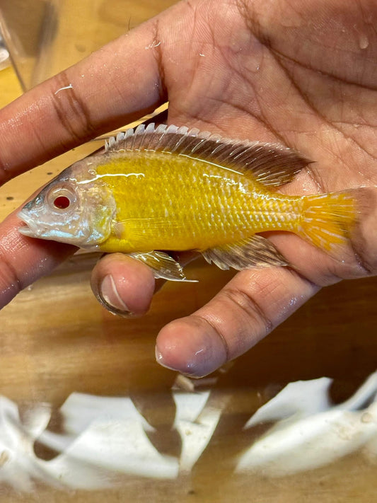 Aulonocara albino flavescent