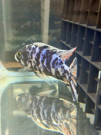 Blueberry OB (4"+ Male)
