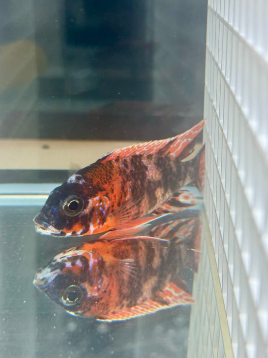 OB Red Peacock (4"+ Male)
