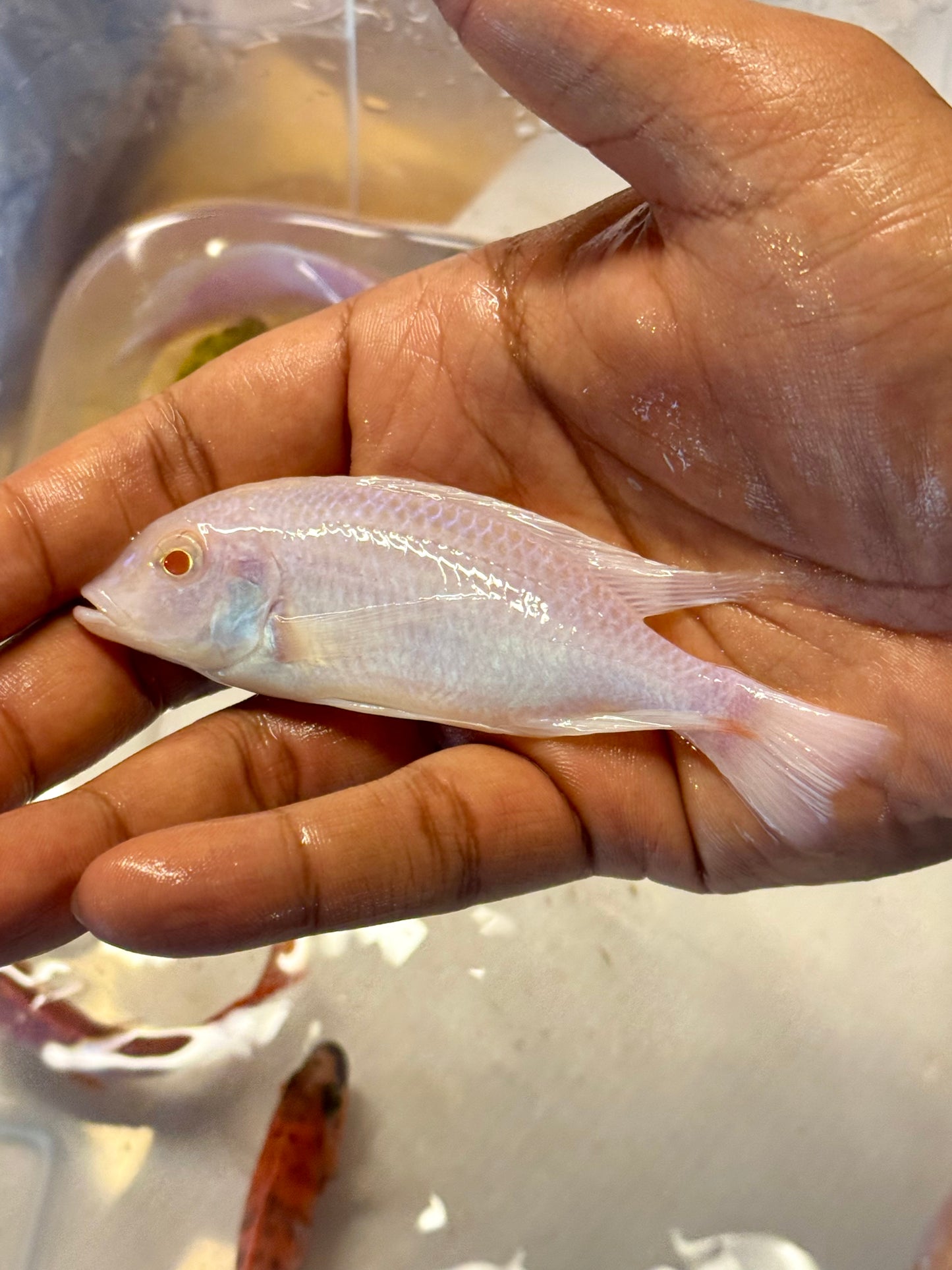 Albino Moorii