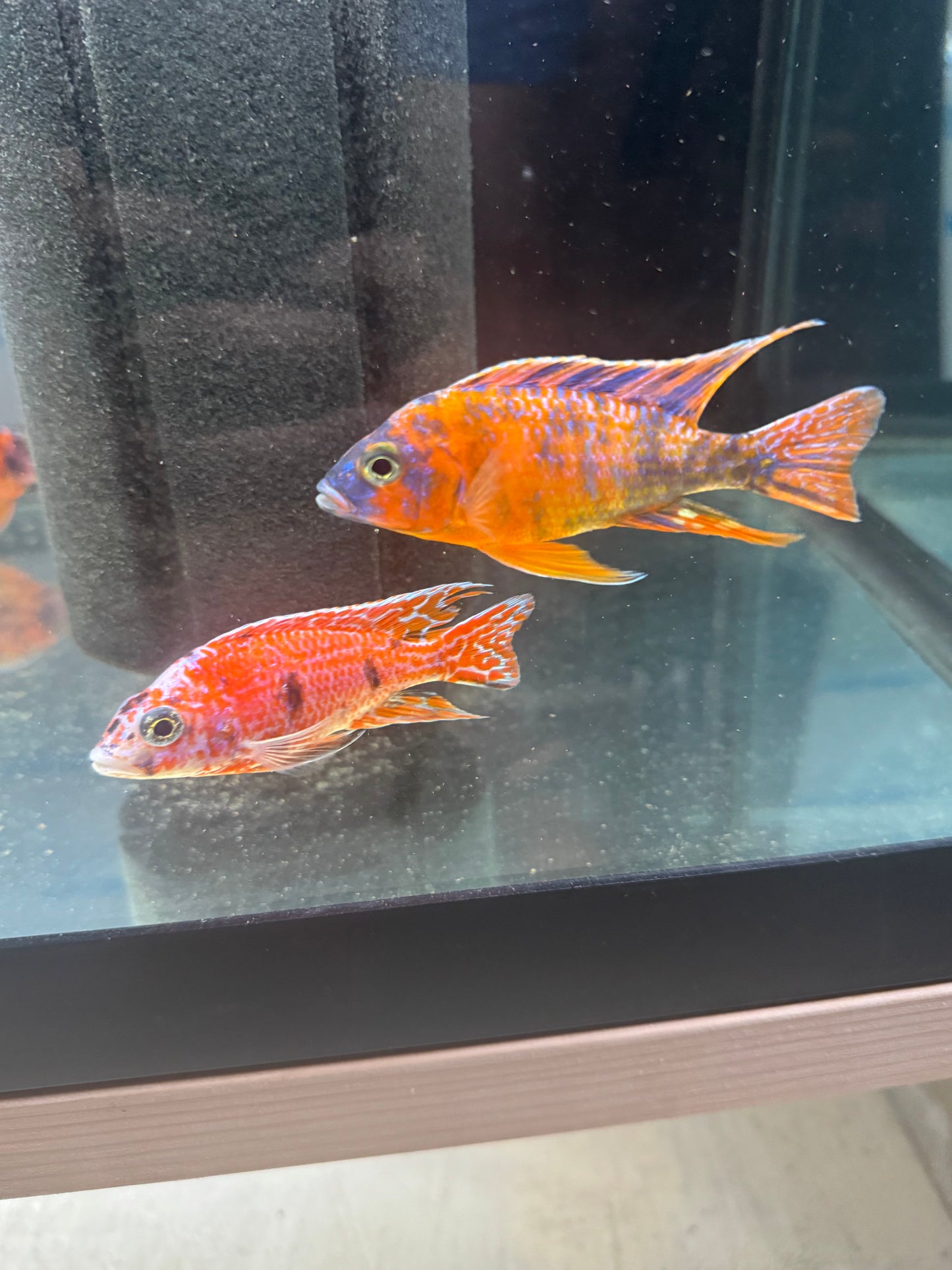 Tangerine OB