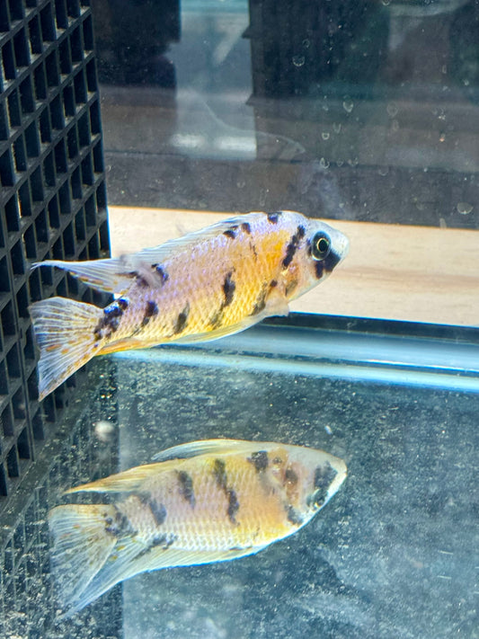 OB Peacock (4"+ Male)