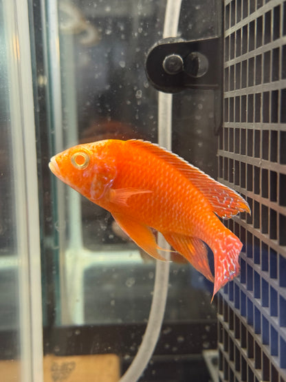 Albino Dragon Blood (4"+ Male)