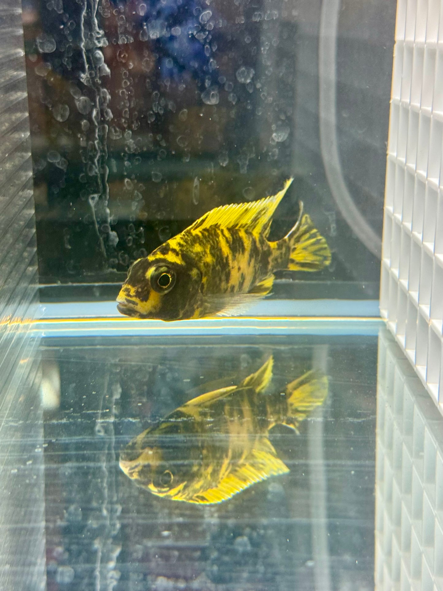 Aulonocara Lawanda OB