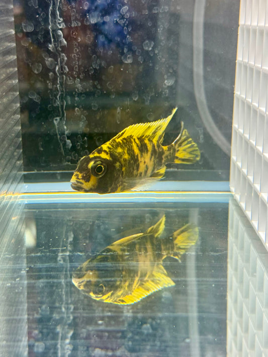 Aulonocara Lawanda OB
