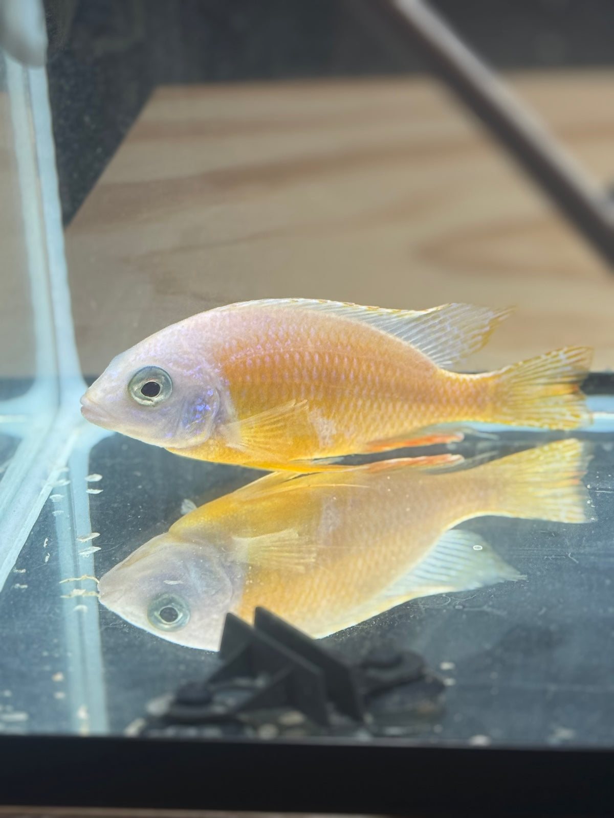 Albino Taiwan reef 6”