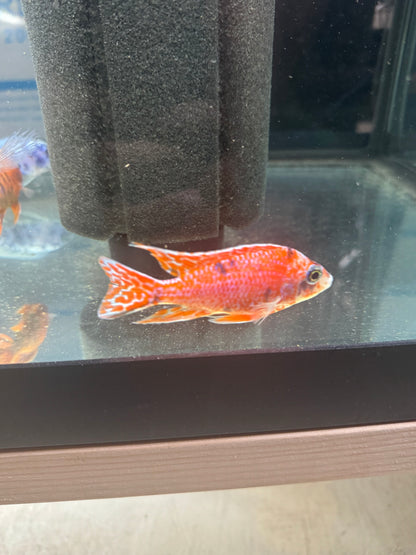 Strawberry OB (4"+ Male)