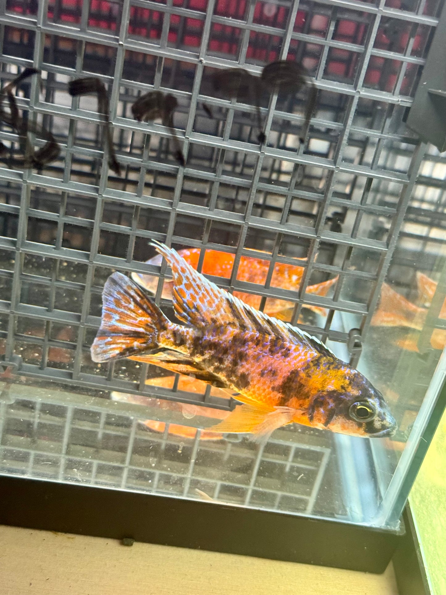 Sunset Tangerine Peacock