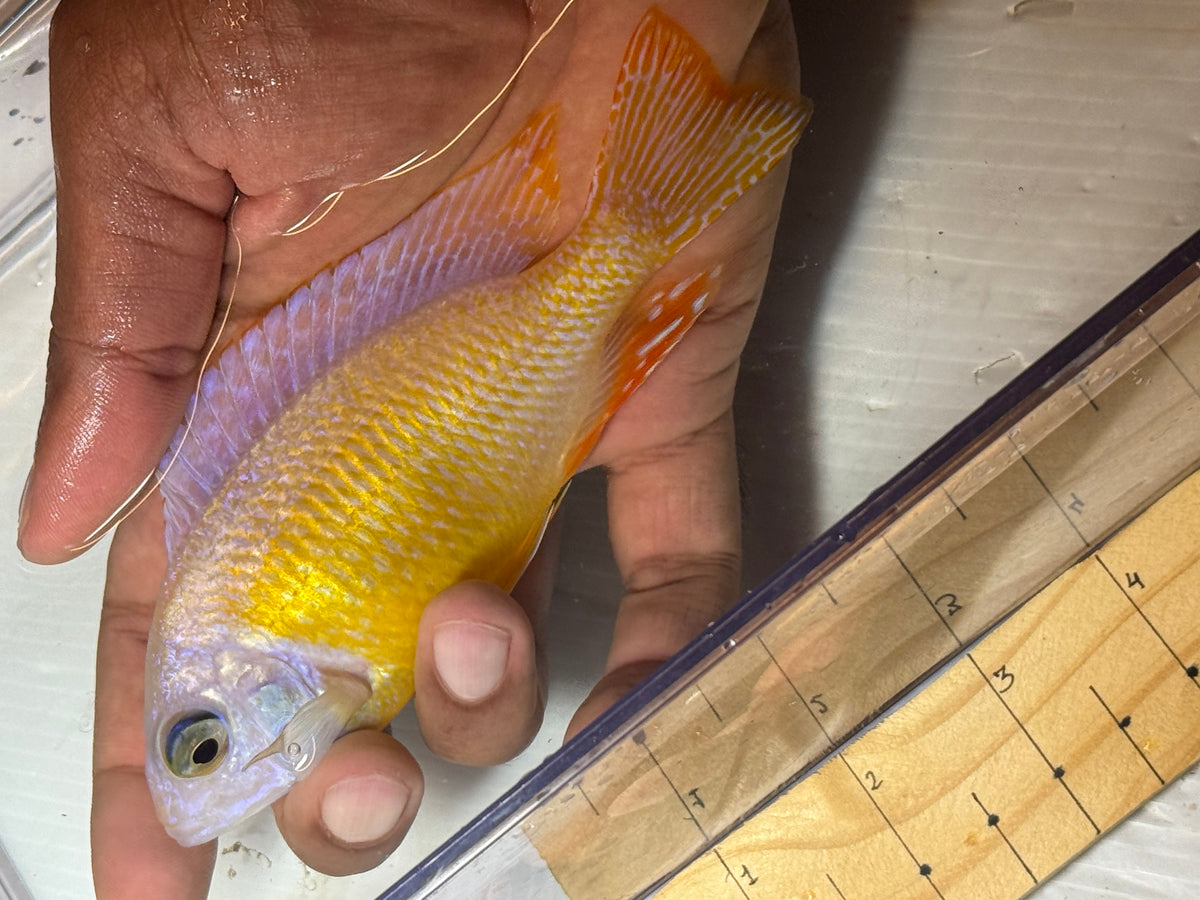 Albino Taiwan reef 6”
