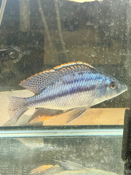 Dimidiochromis strigatus 7”