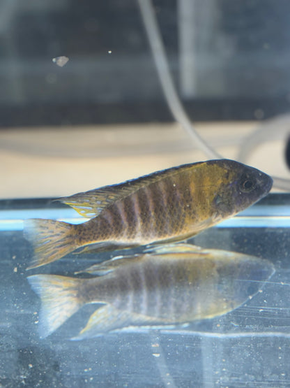 Bi Color Males