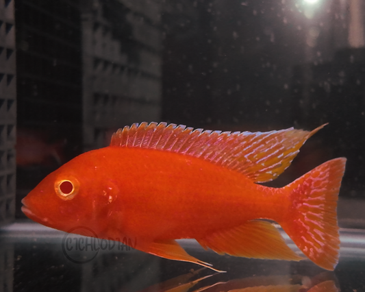 Albino Dragon Blood (5" Male)