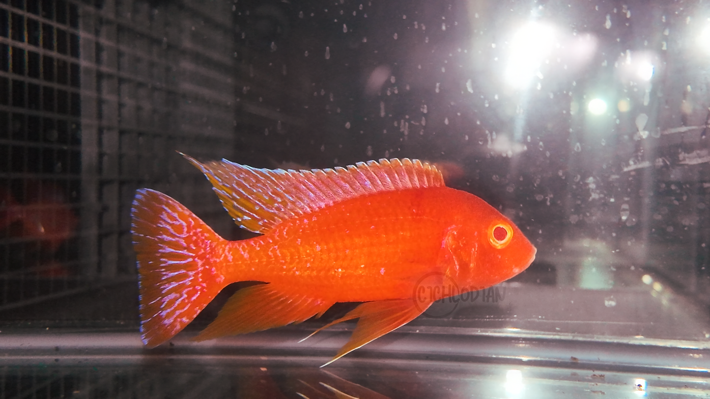 Albino Dragon Blood (5" Male)