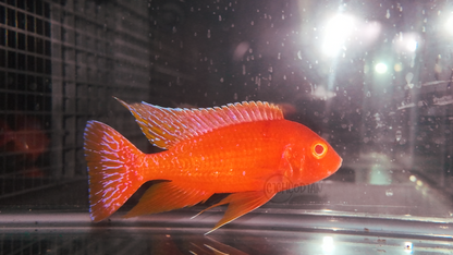 Albino Dragon Blood (5" Male)