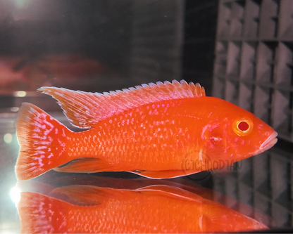 Albino Dragon Blood (4"+ Male)