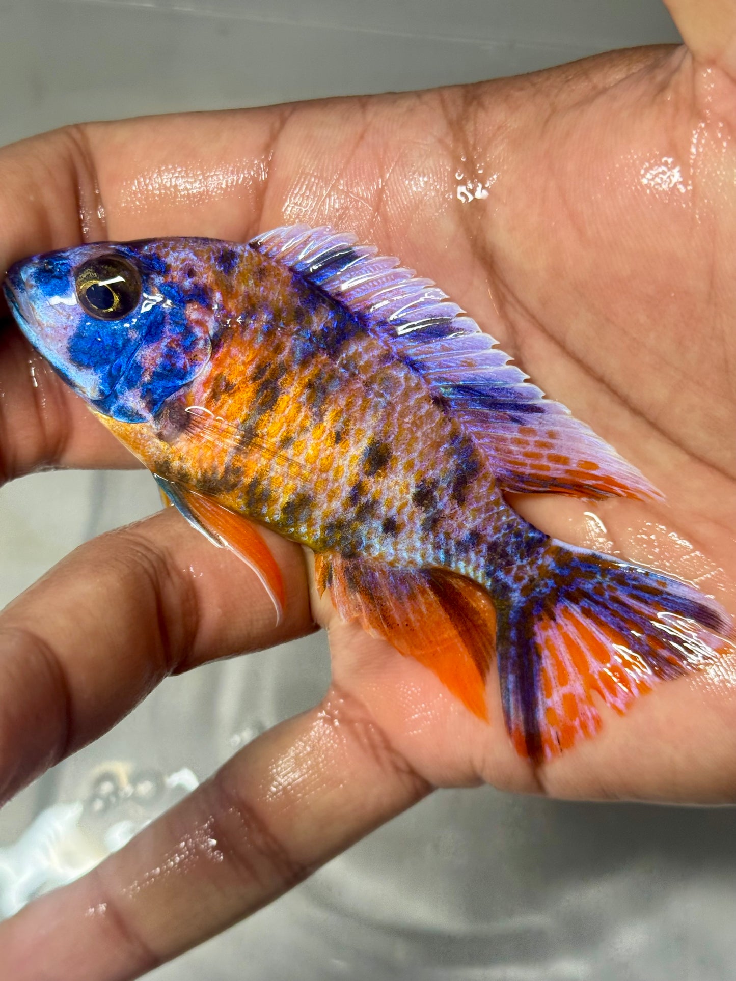 Multi Colored OB Peacock