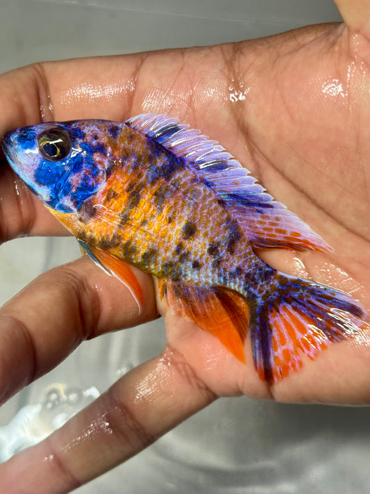Multi Colored OB Peacock