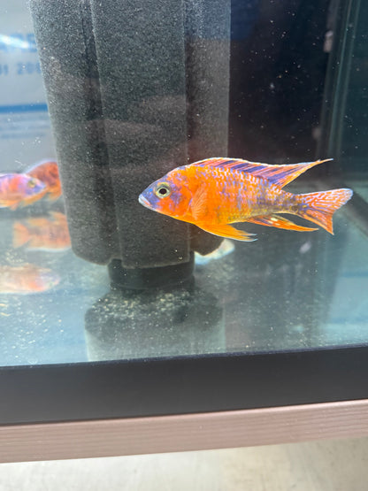 Tangerine OB