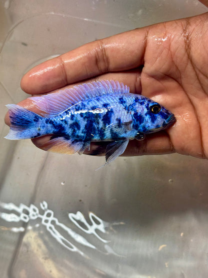 Blueberry OB (4"+ Male)