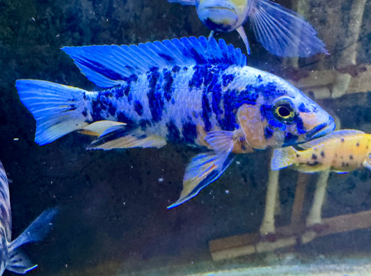 OB Peacock (4" Male)