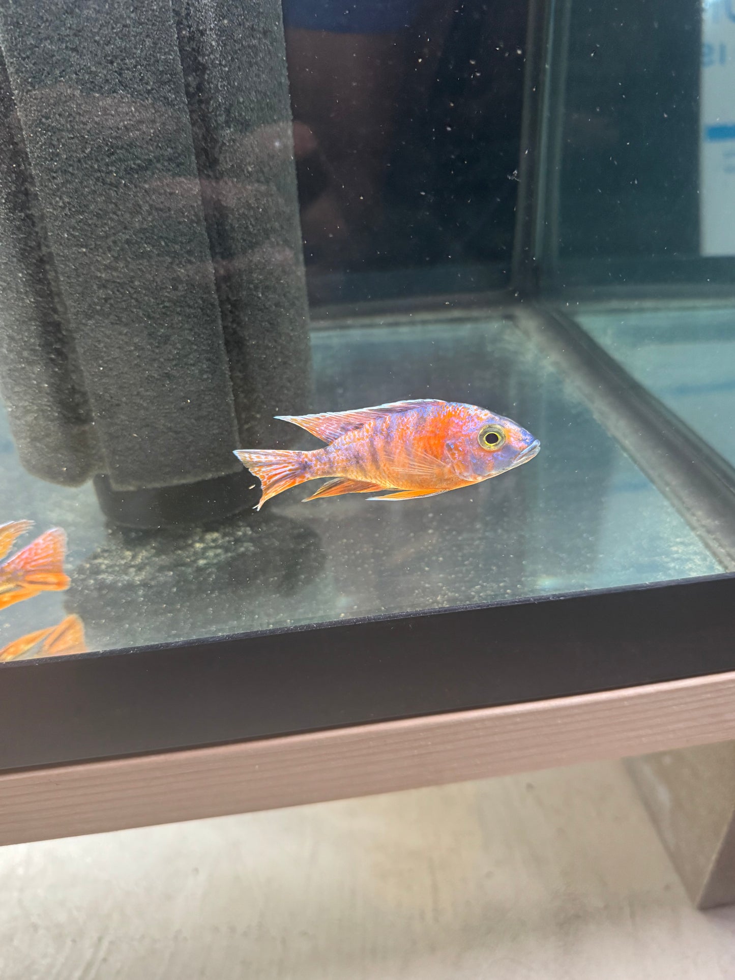 Tangerine OB
